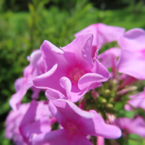 咲き始めたピンクのフロックスの花をクローズアップで撮影した写真、柔らかな花びらが美しい