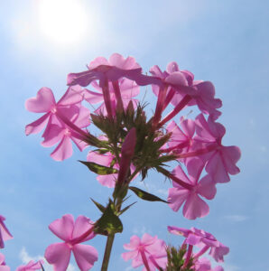 逆光で透き通るピンクのフロックスの花を下から撮影した写真、青空に映える夏の花
