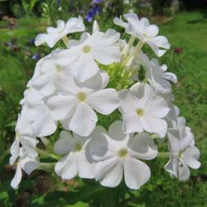 白いフロックスの花が夏の庭で咲くクローズアップ写真
