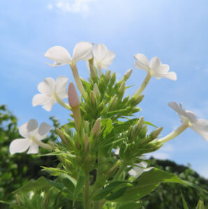 青空に向かって咲く白いフロックスの花を逆光で撮影した写真、光に透ける花びらが美しい