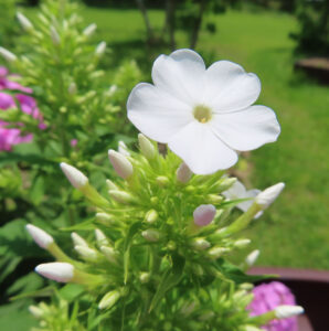 白いフロックスの花が蕾とともに咲くクローズアップ写真、緑の背景に映える夏の植物