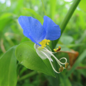 青い花弁と黄色い雄しべが鮮やかなツユクサの接写写真｜緑の背景で映える野草