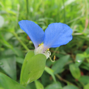 青い花弁が大きく開いたツユクサの接写写真｜鮮やかな花色と柔らかい緑背景が印象的