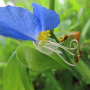 青い花弁と黄色い雄しべが特徴的なツユクサの接写写真｜緑の背景で際立つ夏の野草