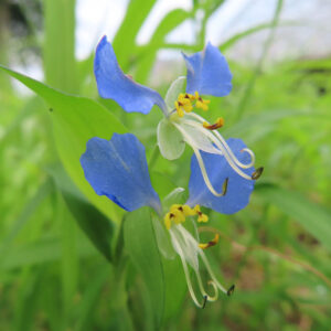 青い花を二輪つけたツユクサの接写写真｜緑の中で鮮やかに咲く野草