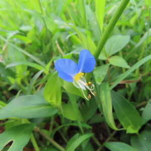 青い花弁が際立つツユクサの野生の姿を撮影した写真｜緑の草地の中に咲く夏の野草