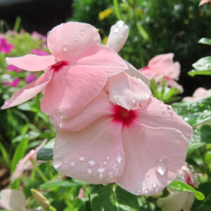 雨粒が残るピンク色のニチニチソウの花を鮮やかに撮影した無料写真