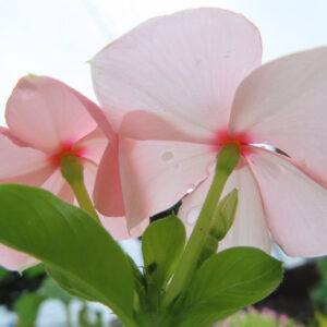淡いピンク色のニチニチソウの花を下から見上げて撮影した無料写真