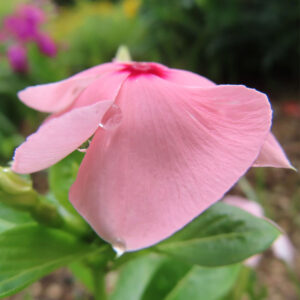 雨粒が残るピンク色のニチニチソウの花を横から撮影した無料写真