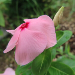 蕾とともに咲くピンク色のニチニチソウの花を横から撮影した無料写真