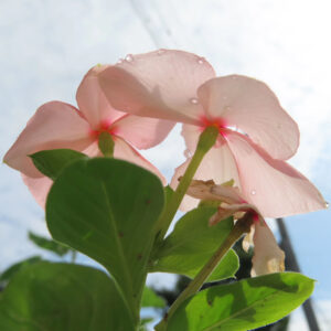 青空を背景に淡いピンクのニチニチソウの花を下から撮影した無料写真