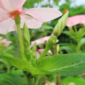 ピンクの花と蕾が並ぶニチニチソウを接写した無料写真