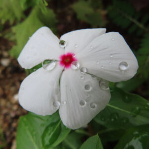 雨粒がちりばめられた白いニチニチソウの花を接写した無料写真