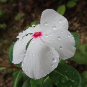 白い花びらに雨粒が散りばめられたニチニチソウを接写した無料写真