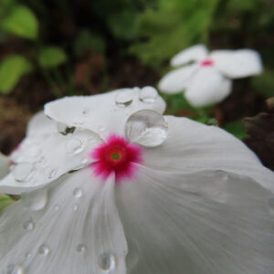 白い花びらの中央に水滴が光るニチニチソウを接写した無料写真