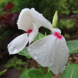 雨粒が散りばめられた白いニチニチソウの花を接写した無料写真