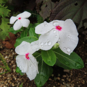 雨粒をまとった白いニチニチソウの花が三輪咲く庭の無料写真