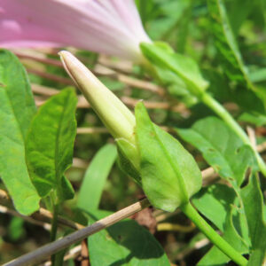ヒルガオのまだ開いていないつぼみをクローズアップした夏の植物写真