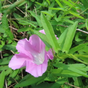 緑の草むらの中で葉に囲まれながら咲くピンク色のヒルガオの花を捉えたクローズアップ写真