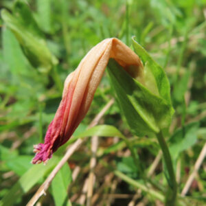 萎れたヒルガオの花が淡い橙色から赤色へと色づく様子を捉えたクローズアップ植物写真