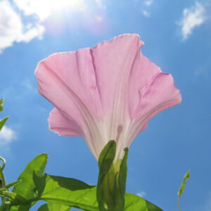 青空を背景に日差しを受けて透けるように咲くピンク色のヒルガオの花を下から見上げたクローズアップ写真
