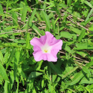緑の草むらの中で淡いピンク色のヒルガオが一輪咲いている様子を真上から撮影した植物写真