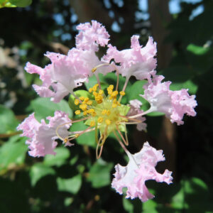 淡いピンクのサルスベリの花を接写した写真、黄色い雄しべが中心に輝く夏の花