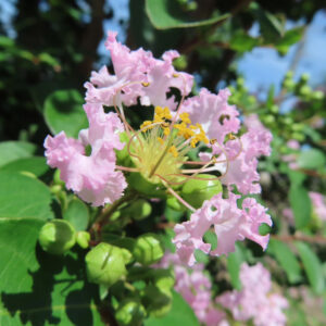 淡いピンクのサルスベリの花と緑の蕾を接写した写真、黄色い雄しべが中心に広がる夏の花景色
