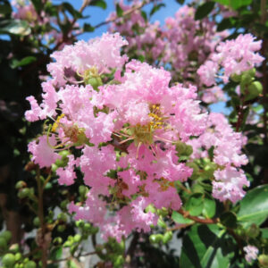 満開の淡いピンクのサルスベリの花房を青空背景で撮影した写真、黄色い雄しべと緑の蕾が映える夏の景色