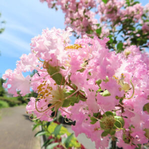 青空を背景に咲く淡いピンクのサルスベリの花、縮れた花びらと黄色い雄しべが美しい夏の花写真