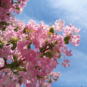 青空を背景に咲く淡いピンクのサルスベリの花、縮れた花びらと黄色い雄しべが映える夏の花写真