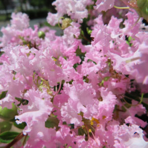 淡いピンクのサルスベリの花が密集して咲くクローズアップ写真、縮れた花びらが夏の光に映える