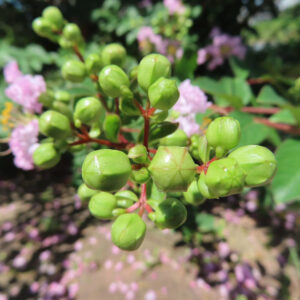 サルスベリの若い緑色の蕾を接写した写真、赤い茎に丸い蕾が連なる夏の植物風景