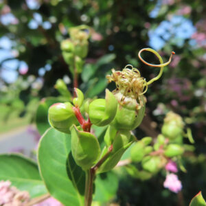 サルスベリの実と花後のねじれた雄しべを接写した写真、赤い茎と緑の葉が夏の日差しに映える