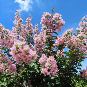 青空を背景に満開に咲くピンクのサルスベリの花木、枝先まで花が広がる夏の風景写真
