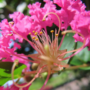 鮮やかなピンクのサルスベリの花を接写した写真、黄色い雄しべと波打つ花びらが印象的