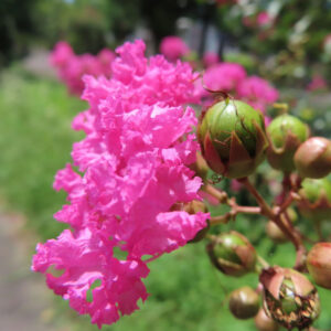 鮮やかなピンクのサルスベリの花と緑色の蕾を接写した写真、夏の陽射しに映える