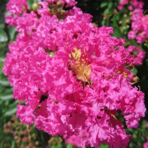 鮮やかなピンクのサルスベリの花房を接写した写真、黄色い雄しべが中央に輝く夏の花景色