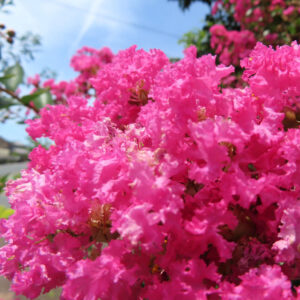 夏の青空を背景に咲き誇る鮮やかなピンクのサルスベリの花房、縮れた花びらが密集して輝く写真
