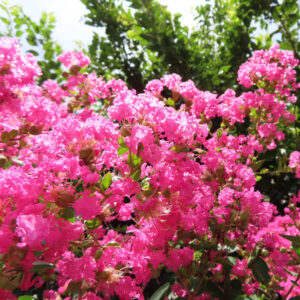 満開のピンクのサルスベリが群生して咲く写真、鮮やかな花房が緑の葉と調和する夏の風景
