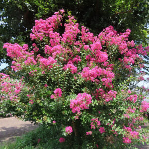 満開のピンクのサルスベリの木を撮影した写真、濃い緑の葉と鮮やかな花房が夏の光に映える