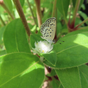 白花のセンニチコウにとまるシジミチョウの接写
