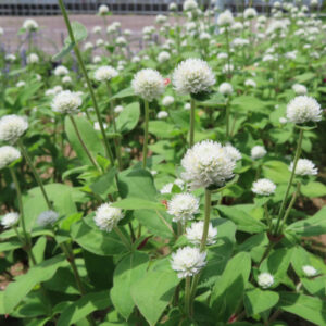 白いセンニチコウ群生と奥のフェンスが見える花壇
