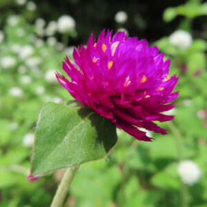 側面から見た紫のセンニチコウ、黄小花が点在する花