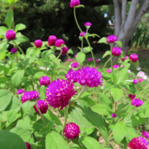 手前の紫花2輪と背景に多数咲くセンニチコウの庭