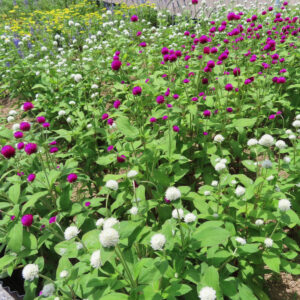 白と紫のセンニチコウが混植された広い花畑の景色