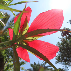 夏の太陽を透かして光る赤いモミジアオイの花のアップ｜逆光で広がる鮮やかな花びら