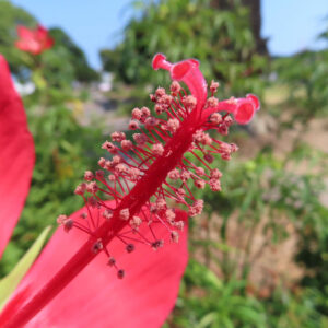 モミジアオイの雄しべをクローズアップ撮影｜赤い花柱と細かな花粉が際立つ夏の花