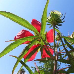 青空を背景に葉越しから見える赤いモミジアオイの花｜逆光で透ける葉脈が美しい夏の植物