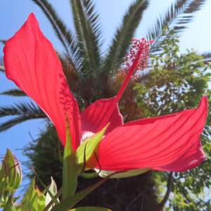 青空を背景に真紅の花びらを広げるモミジアオイ｜雄しべが高く伸びる夏の花のクローズアップ